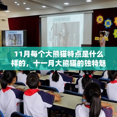 十一月大熊猫的独特魅力，风采各异的每月之星与特点解析