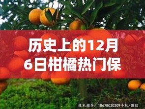 历史上的12月6日柑橘保果技术探寻之旅，自然美景与内心平静的交融力量