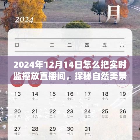 探秘自然美景，2024年12月14日直播之旅，带你远离尘嚣，发现内心宁静与实时监控的直播体验