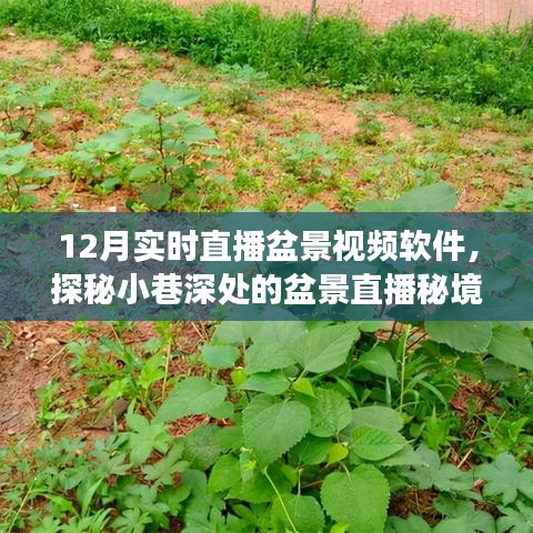 探秘盆景秘境，十二月实时直播小巷深处的自然邂逅