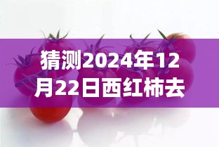 西红柿的逆袭之路，从皮到心，共同蜕变的旅程（预测热门话题，日期，2024年12月22日）