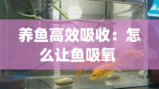 养鱼高效吸收：怎么让鱼吸氧 