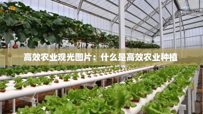 高效农业观光图片：什么是高效农业种植 