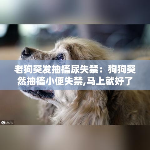 老狗突发抽搐尿失禁：狗狗突然抽搐小便失禁,马上就好了,很能吃 
