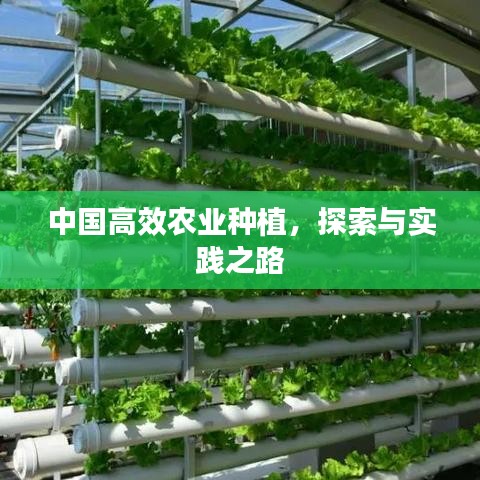 中国高效农业种植，探索与实践之路