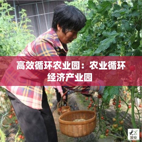 高效循环农业园：农业循环经济产业园 