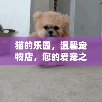 猫的乐园，温馨宠物店，您的爱宠之家