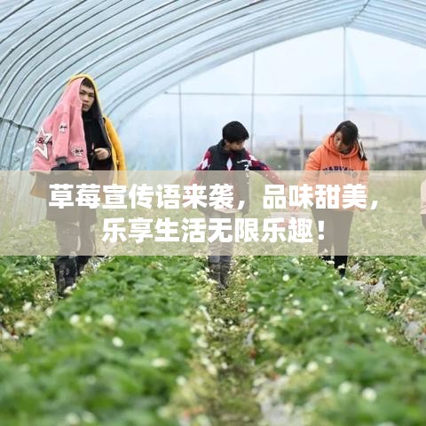 草莓宣传语来袭，品味甜美，乐享生活无限乐趣！