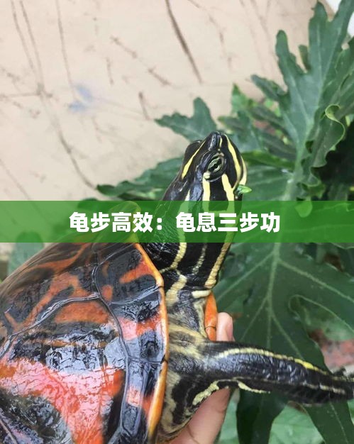 伤弓之鸟 第2页