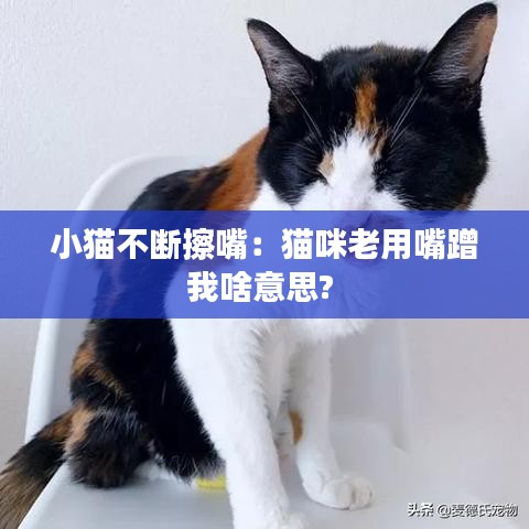 小猫不断擦嘴：猫咪老用嘴蹭我啥意思? 
