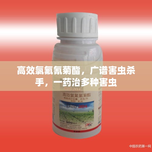 高效氯氟氰菊酯，广谱害虫杀手，一药治多种害虫