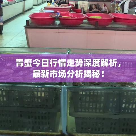 青蟹今日行情走势深度解析，最新市场分析揭秘！