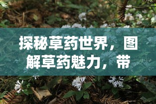 探秘草药世界，图解草药魅力，带你领略自然疗愈之力