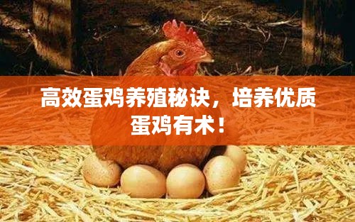 高效蛋鸡养殖秘诀，培养优质蛋鸡有术！