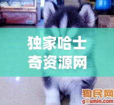 飞来飞去 第2页
