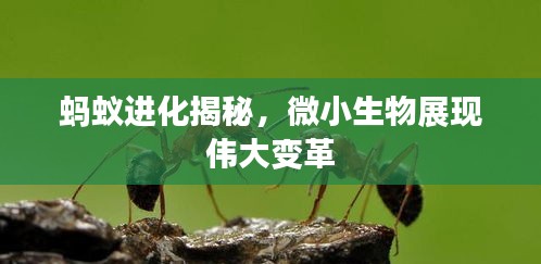 蚂蚁进化揭秘，微小生物展现伟大变革