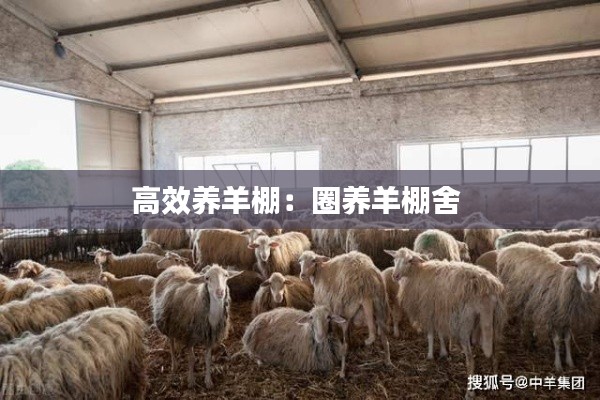 高效养羊棚：圈养羊棚舍 