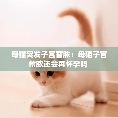 母猫突发子宫蓄脓：母猫子宫蓄脓还会再怀孕吗 
