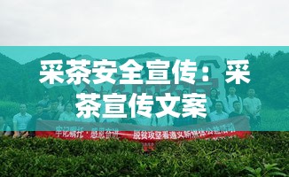 采茶安全宣传：采茶宣传文案 