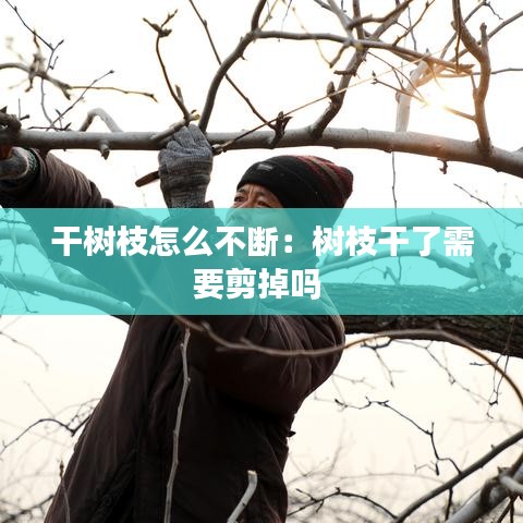 干树枝怎么不断：树枝干了需要剪掉吗 