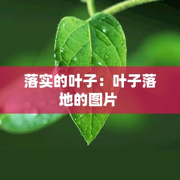 落实的叶子：叶子落地的图片 