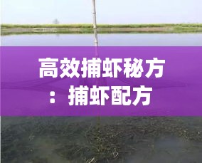高效捕虾秘方：捕虾配方 