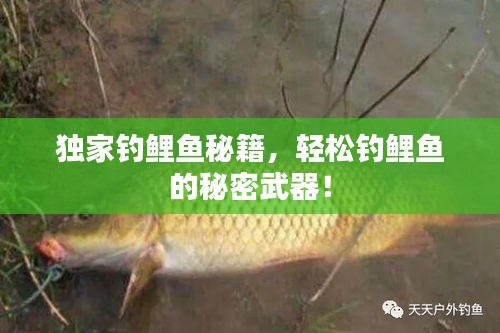 独家钓鲤鱼秘籍，轻松钓鲤鱼的秘密武器！