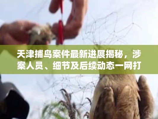 天津捕鸟案件最新进展揭秘，涉案人员、细节及后续动态一网打尽