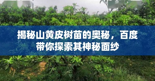 揭秘山黄皮树苗的奥秘，百度带你探索其神秘面纱