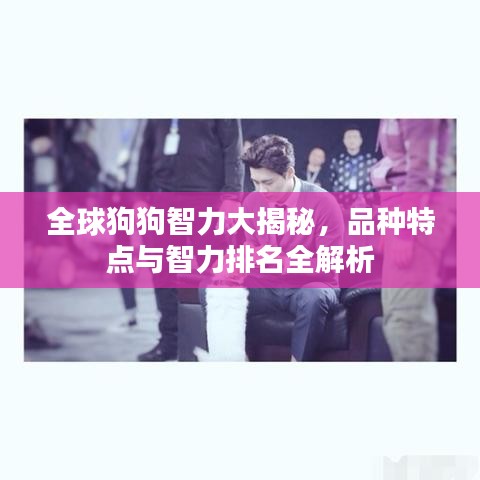全球狗狗智力大揭秘，品种特点与智力排名全解析