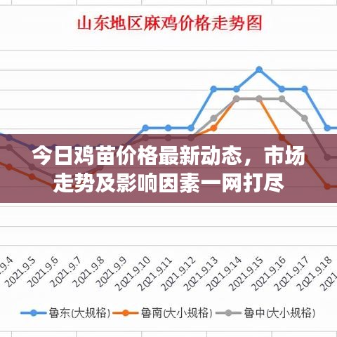今日鸡苗价格最新动态，市场走势及影响因素一网打尽