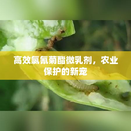 高效氯氰菊酯微乳剂，农业保护的新宠