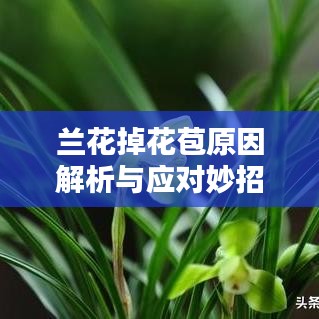 兰花掉花苞原因解析与应对妙招
