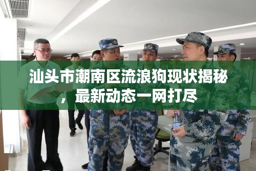 汕头市潮南区流浪狗现状揭秘，最新动态一网打尽