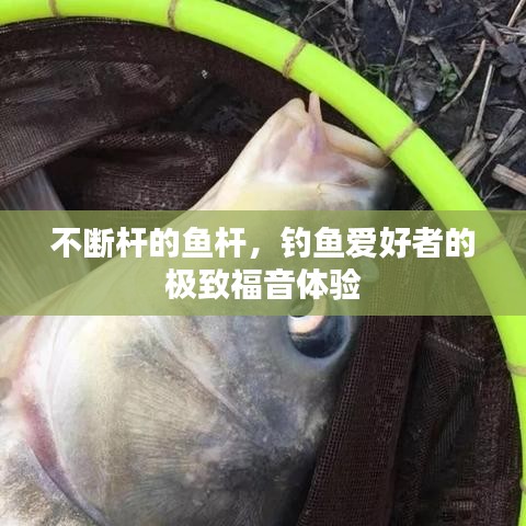 不断杆的鱼杆，钓鱼爱好者的极致福音体验