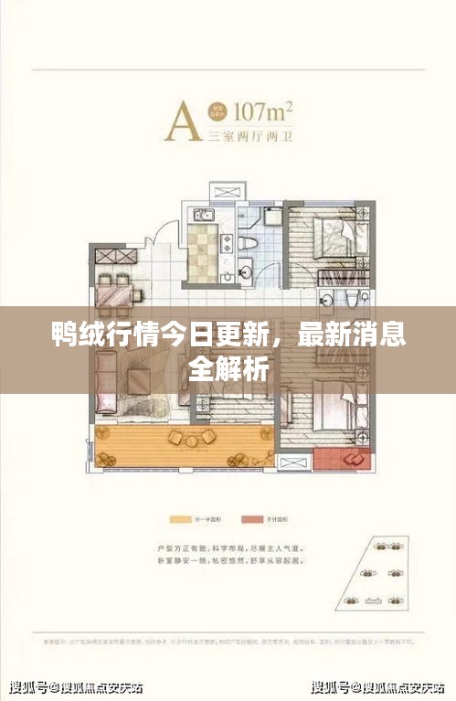 鸭绒行情今日更新，最新消息全解析