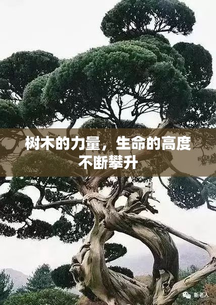 韦编三绝