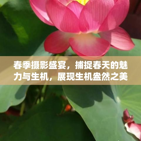 春季摄影盛宴，捕捉春天的魅力与生机，展现生机盎然之美！