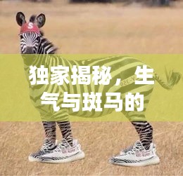独家揭秘，生气与斑马的奇妙奇缘