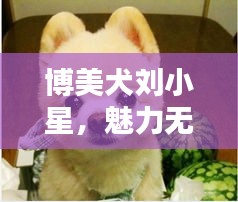 博美犬刘小星，魅力无限，百度热推新宠！
