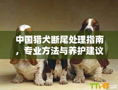 中国猎犬断尾处理指南，专业方法与养护建议